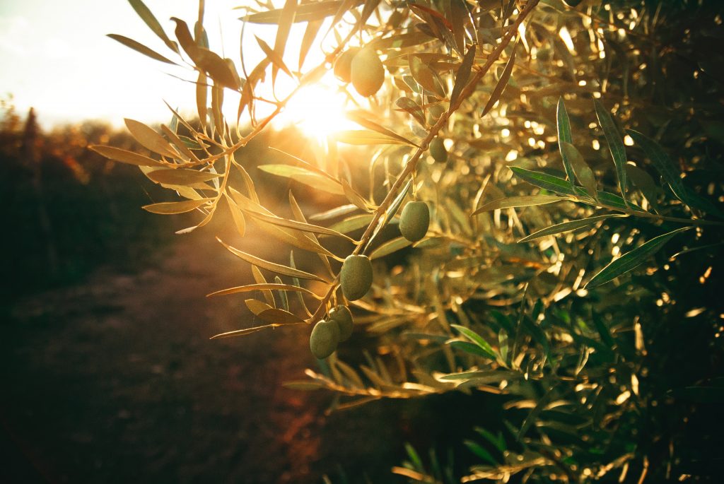 L'olivier l'une des plantes que vous apprendrez à utiliser en devenant conseiller en fleurs de Bach
