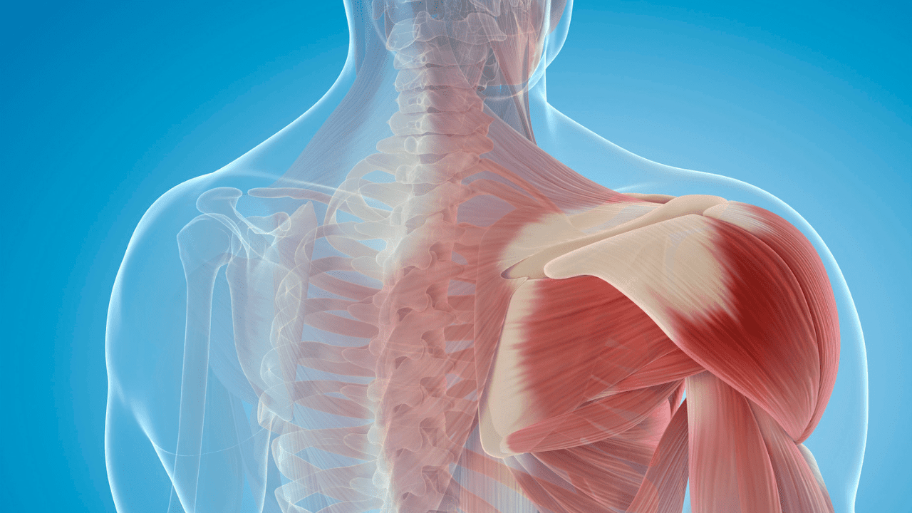 Comprendre les fascias qui relient tout votre corps Austin